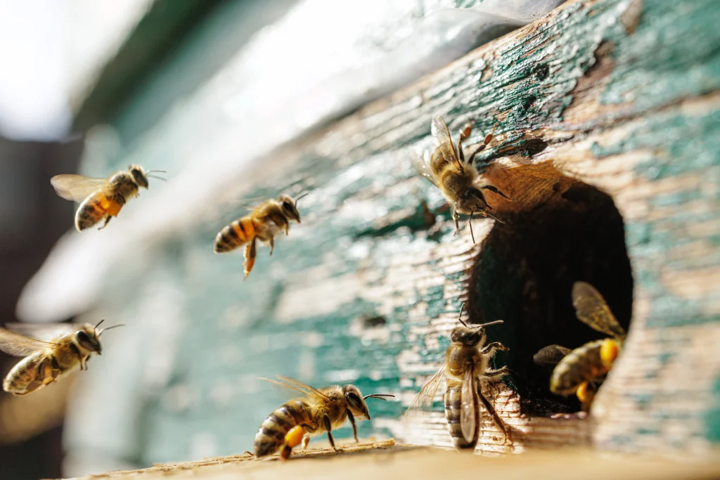 Honeybees returning to their home beehive.