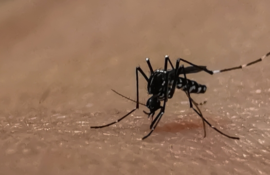 A mosquito landing on a human skin.