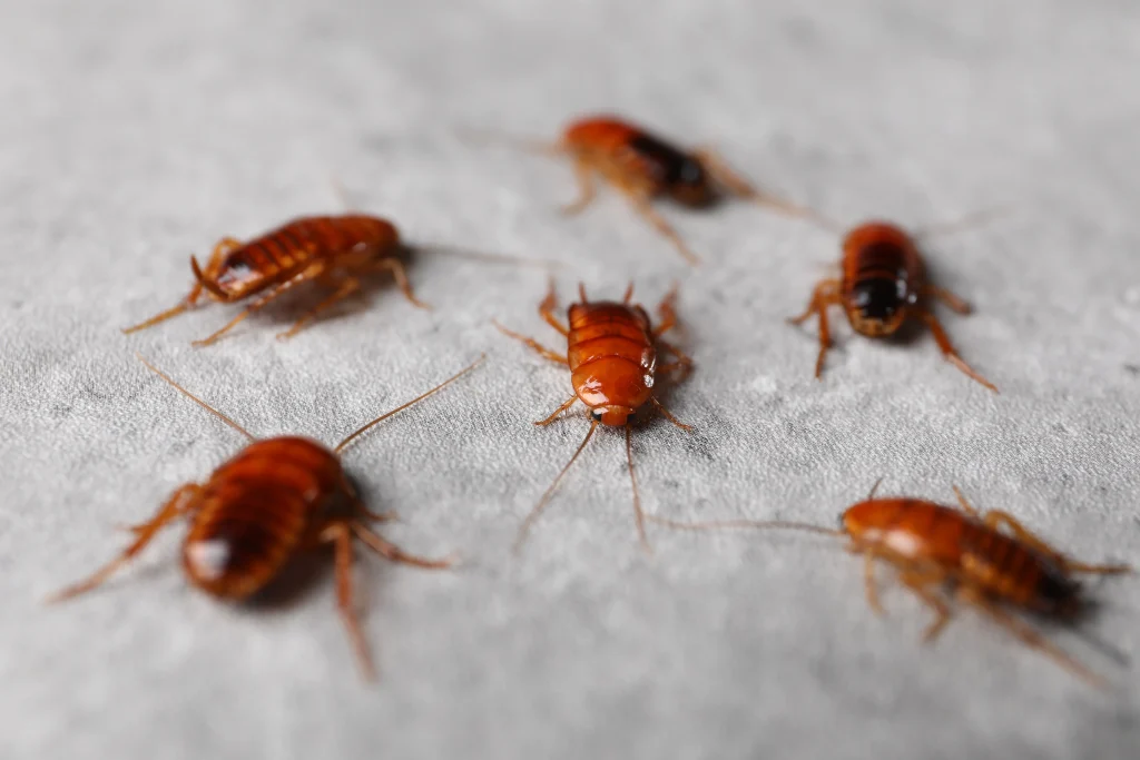 A bunch of cockroaches laying on the ground.