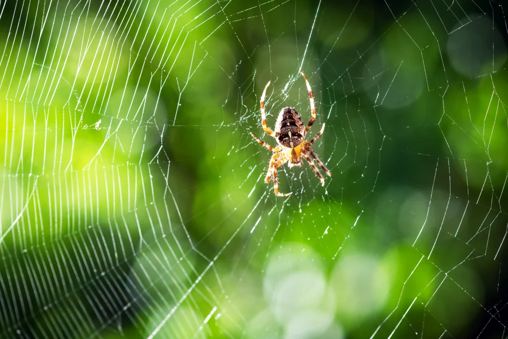 A spider with its web hanging.